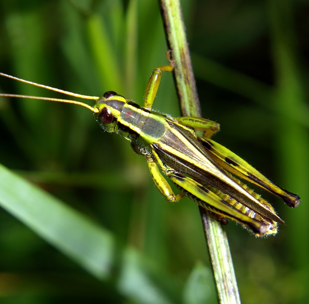 【10-07-29】蚂蚱[43p]